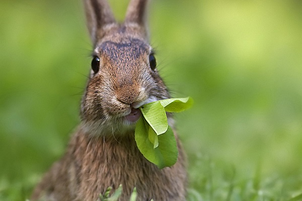 rabbit eating outside.jpg